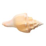 Large,Natural,Conch,Shells,Coral,Snail,Ornament,Decorations