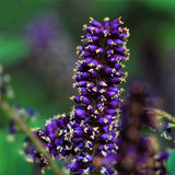 Egrow,Amorpha,Fruticosa,Seeds,False,Indigo,Plant,Amorpha,Fruticosa