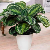 Egrow,Arrowroot,Seeds,Crocata,Calathea,Flower,Bonsai,Garden,Plant