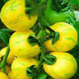 Egrow,Yellow,Tomato,Seeds,Tomato,Plants,Organic,Vegetable,Fruit,Potted,Planting,Garden
