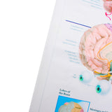 60x80cm,Anatomy,Brain,Poster,Anatomical,Cloth,Chart,Human,Midcal,Educational,Decor