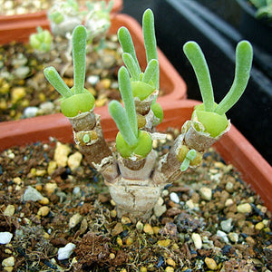 Egrow,Succlent,Seeds,Monilaria,Obconica,Rabbit,Living,Lithops,Flowers,Seeds