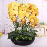 Egrow,100Pcs,Phalaenopsis,Seeds,Living,Decoration,Flowers,Potted,Plant,Garden
