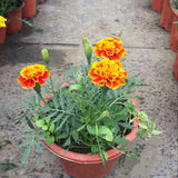 Egrow,African,Marigold,Flower,Flores,Seeds,Garden,Flowers,Branch,Wreath