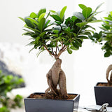 Egrow,Banyan,Seeds,Potted,Welcoming,Bonsai,Indoor,Planting