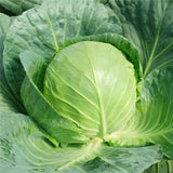 Egrow,Giant,Cabbage,Seeds,Organic,Vitamin,Vegetables,Seeds,Courtyard,Plants