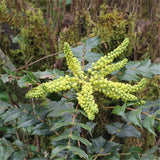 Egrow,Mahonia,Seeds,Mahonia,Bealei,Plant,Mahonia,Fortunei