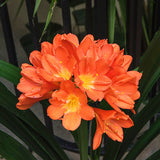 Egrow,Potted,Clivia,Seeds,Miniata,Plant,Gorgeous,Bonsai,Flower,Bonsai,Garden