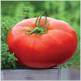 Egrow,Giant,Tomato,Seeds,Plants,Organic,Heirloom,Plants,Vegetables,Perennial,Plant,Garden,Planting