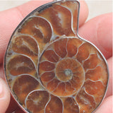 Madagascar,Natural,Druzy,Ammonite,Shell,Gemstone,Pendant,Necklace