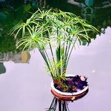 Egrow,Cyperus,Seeds,Cyperus,Alternifolius,Bonsai,Water,Aquatic,Pltion,Bonsai,Beauty,Hydroponics,Plant,Bonsai