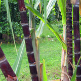 Egrow,Sugarcane,Seeds,Succulent,Sugar,Bonsai,Delicious,Vegetable,Fruits,Garden,Plant