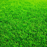 Egrow,Turfgrass,Seeds,Green,Source,Turfgrass,Grass,Plant,Evergreen,Plantas,Flower,Flores,Garden,Bonsai