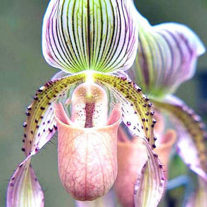 Egrow,Sementes,Orchid,Seeds,Flower,Orchid,Seeds,Garden,Plants