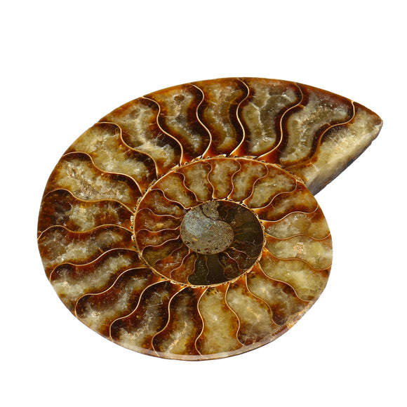 Large,Natural,Ammonite,Fossil,Conch,Crystal,Specimen,Decorations