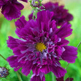 Egrow,Chrysanthemum,Seeds,Double,Cosmos,Perennial,Flower,Seeds,Bonsai,Plants