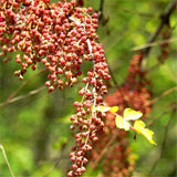 Egrow,Coriaria,Seeds,Coriaria,Nepalensis,Plant,Garden,Plant