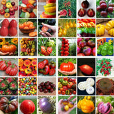 1500Pcs,Egrow,Varieties,Mixed,Fruit,Seeds,Organic,Fruit,Seeds,Sweet,Candied,Fruit,Indoor,Greenhouse,Planting