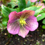 Egrow,Helleborus,Seeds,Winter,Flower,Winter,Flower,Seeds,Outdoor,Plant