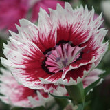 Egrow,Carnation,Seeds,Dianthus,Barbatus,Bonsai,Garden,Plant