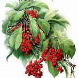 Egrow,Schisandra,Seeds,Chinese,Magnolia,Edible,Garden,Fruit,Plants