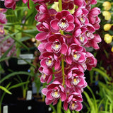 Egrow,Cymbidium,Orchid,Seeds,Butterfly,Orchid,Artificial,Flower,Wedding,Decoration