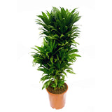 Egrow,Dracaena,Seeds,Cycas,Bonsai,Balcony,Potted,Dracaena,Garden,Decoartion