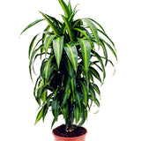 Egrow,Dracaena,Seeds,Cycas,Bonsai,Balcony,Potted,Dracaena,Garden,Decoartion