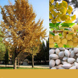 Egrow,Ginkgo,Biloba,Seeds,Maidenhair,Strong,Adaptability,Garden,Fruit