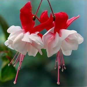 Egrow,10Pcs,Fuchsia,Lanterns,Flower,Seeds,Garden,Balcony,Begonia,Flower,Seeds