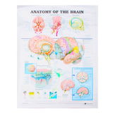 60x80cm,Anatomy,Brain,Poster,Anatomical,Cloth,Chart,Human,Midcal,Educational,Decor