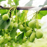 Egrow,Ginkgo,Biloba,Seeds,Maidenhair,Strong,Adaptability,Garden,Fruit