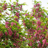 Egrow,Sophora,Tonkinensi,Seeds,Sophora,Tonkinensi,Plant,Flower,Seeds