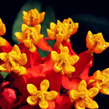 Egrow,Milkweed,Seeds,Asclepias,Curassavica,Flower,Bonsai,Garden,Plant
