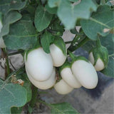 Egrow,Tomato,Seeds,White,Tomato,Organic,Bonsai,Vegetable,Seeds,Small,Middle,Large
