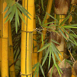 Egrow,Golden,Bamboo,Seeds,Semente,Golden,Bamboo,Seeds,Garden,Plants