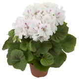 Egrow,100Pcs,Geranium,Seeds,Variegated,Geranium,Flowers,Winter,Bonsai,Garden,Potted,Plants