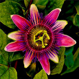 Egrow,Passiflora,Incarnata,Seeds,Garden,Plants,Passion,Fruit,Flower,Bonsai,Seeds