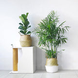 Egrow,Potted,Bamboo,Seeds,Decoration,Areca,Bonsai,Butterfly,Plants,Bonsai