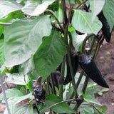 Egrow,Pepper,Seeds,Black,Cobra,Peppers,Chili,Vegetable,Garden