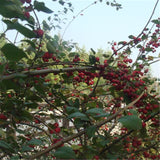 Egrow,Cotoneaster,Seeds,Xunzi,Plant,Cotoneaster,Multiflora