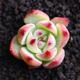 Egrow,Echeveria,Succulents,Lithops,Seeds,Garden,Bonsai,Flower,Seeds,Planting