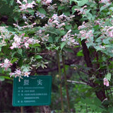 Egrow,Kolkwitzia,Seeds,Kolkwitzia,Plant,Kolkwitzia,Amabilis,Geaebn