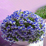 Egrow,Geranium,Garden,Potted,Flower,Seeds,Perennial,Courtyard,Balcony,Outdoor,Plant