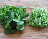 Egrow,Watercress,Seeds,Salad,Greens,Culinary,Medicinal,Seeds,Garden,Planting