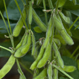 Egrow,Soybean,Seeds,Green,Glycine,Edamame,Vegetable,Annual,Organic,Green,Glycine,Vegetable