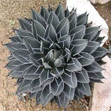 Egrow,Cacti,Agave,Seeds,Succulent,Plants,Indoor,Planta,Potted,Agave,Plants,Garden