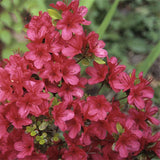 Egrow,Azalea,Seeds,Azalea,Plant,Rhododendron,Simsii,Flower,Seeds,Garden,Decoation