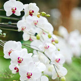 Egrow,Cymbidium,Orchid,Seeds,Butterfly,Orchid,Artificial,Flower,Wedding,Decoration