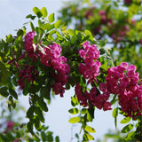 Egrow,Sophora,Tonkinensi,Seeds,Sophora,Tonkinensi,Plant,Flower,Seeds